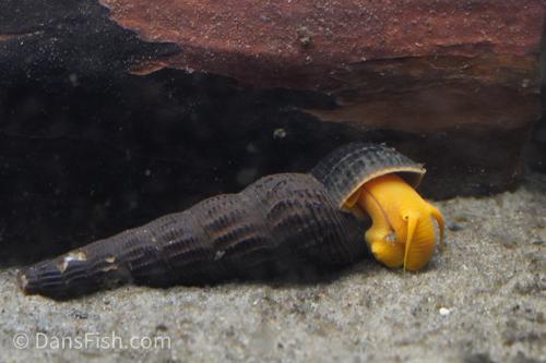 Orange Rabbit Snail, (3 pack)