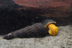 Orange Rabbit Snail, (3 pack)
