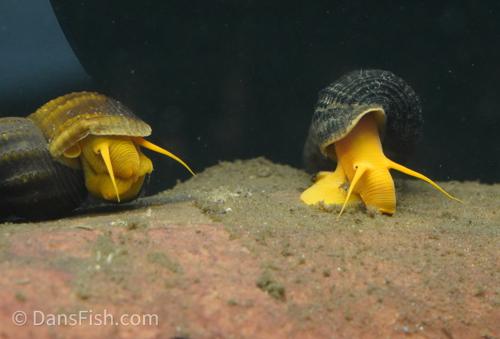 Orange Rabbit Snail, (3 pack)