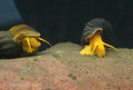 Orange Rabbit Snail, (3 pack)