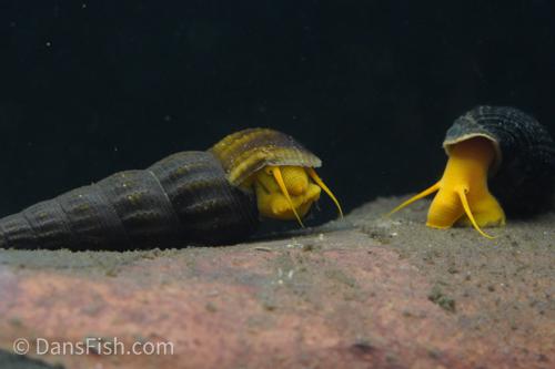 Orange Rabbit Snail, (3 pack)