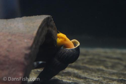 Orange Rabbit Snail, (3 pack)