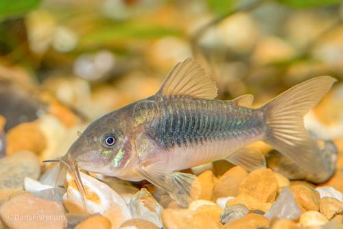 Bronze Cory