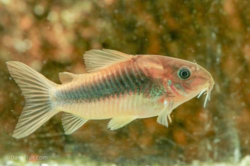 Bronze Cory