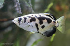 Burmese Clouded Archer