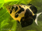 Burmese Clouded Archer
