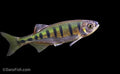 Butterfly Hill Trout