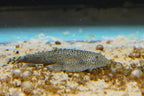 Butterfly Hillstream Loach