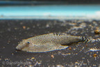 Butterfly Hillstream Loach