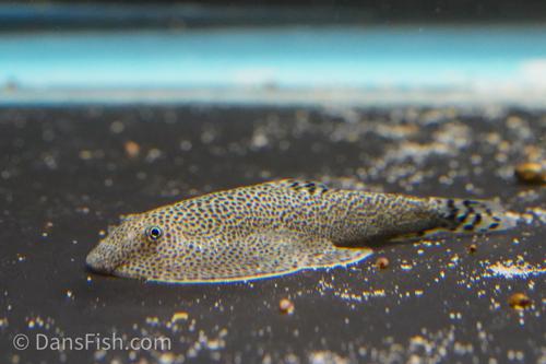 Butterfly Hillstream Loach