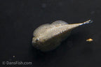 Butterfly Hillstream Loach