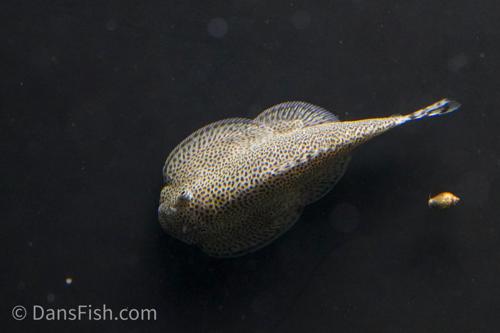 Butterfly Hillstream Loach