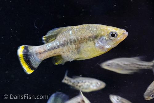Butterfly Splitfin Goodeid