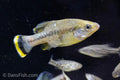 Butterfly Splitfin Goodeid