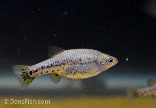 Butterfly Splitfin Goodeid
