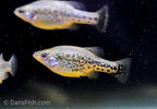 Butterfly Splitfin Goodeid
