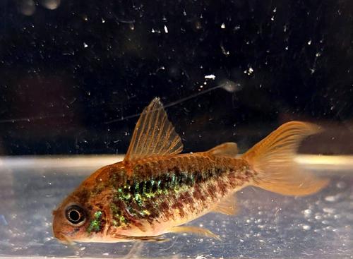 C005 Corydoras pantanalensis