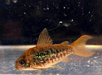 C005 Corydoras pantanalensis