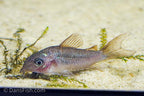 C005 Corydoras pantanalensis