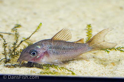 C005 Corydoras pantanalensis