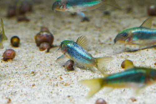 CW009 Green Laser Cory