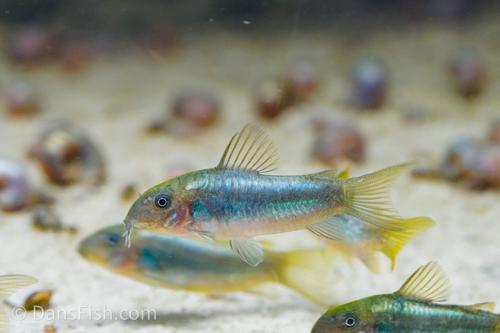 CW009 Green Laser Cory