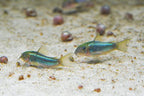CW009 Green Laser Cory