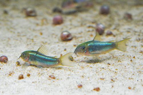 CW009 Green Laser Cory