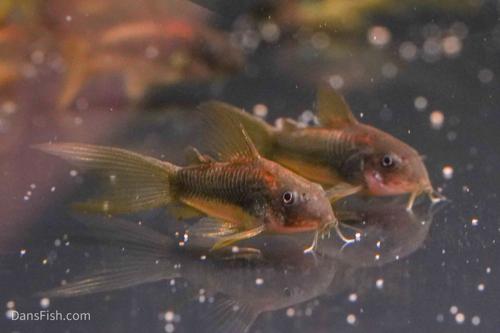 CW010 Long Fin Gold Laser Cory