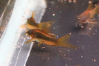 CW010 Long Fin Gold Laser Cory