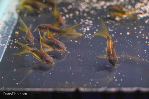 CW010 Long Fin Gold Laser Cory