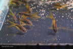 CW010 Long Fin Gold Laser Cory