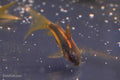 CW010 Long Fin Gold Laser Cory