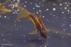 CW010 Long Fin Gold Laser Cory
