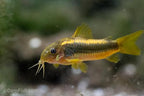 CW023 Red Laser Cory