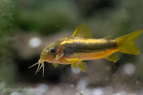 CW023 Red Laser Cory