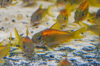 CW023 Red Laser Cory