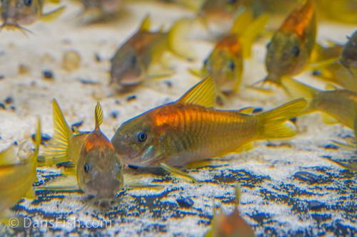 CW023 Red Laser Cory