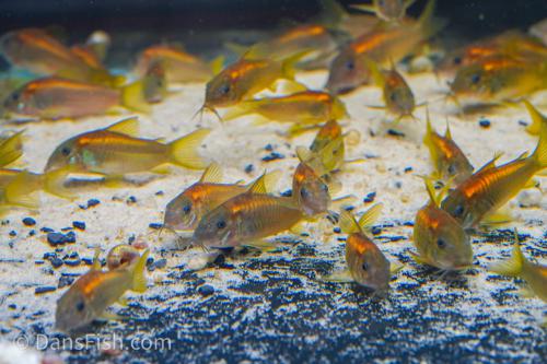 CW023 Red Laser Cory