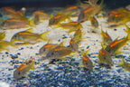 CW023 Red Laser Cory