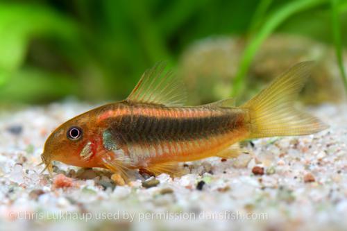 CW023 Red Laser Cory