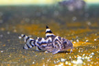 CW111 Vulcan Cory