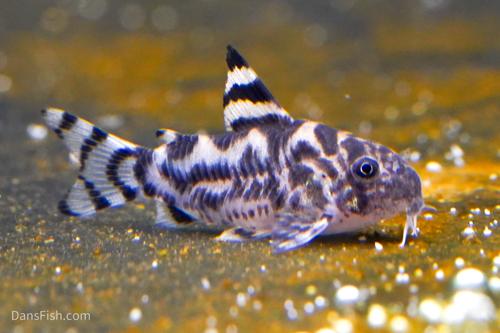 CW111 Vulcan Cory