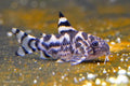 CW111 Vulcan Cory