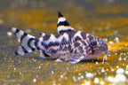 CW111 Vulcan Cory