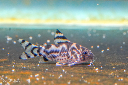 CW111 Vulcan Cory
