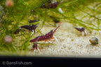 Cardinal Sulawesi Shrimp, (4 pack)
