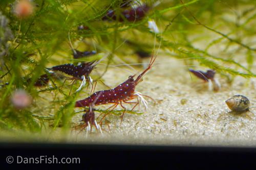 Cardinal Sulawesi Shrimp, (4 pack)