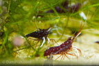 Cardinal Sulawesi Shrimp, (4 pack)