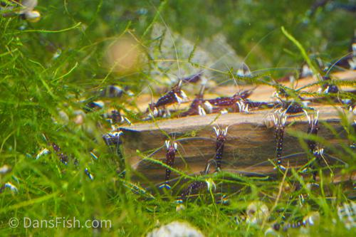 Cardinal Sulawesi Shrimp, (4 pack)
